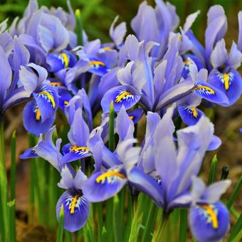 Ilustrasi bunga iris biru.