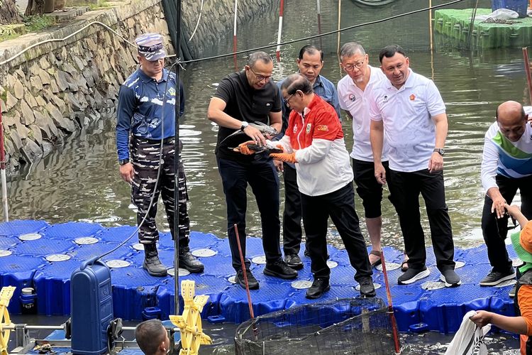 Pramono: Ikan Sapu-sapu Cute tapi Berbahaya