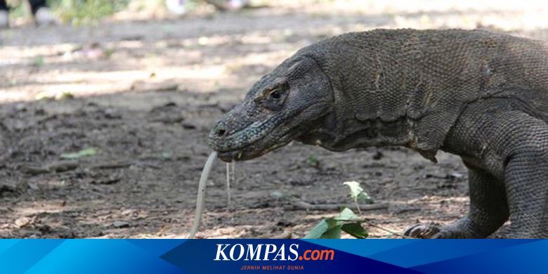 Komodo Binatang Langka dan Unik