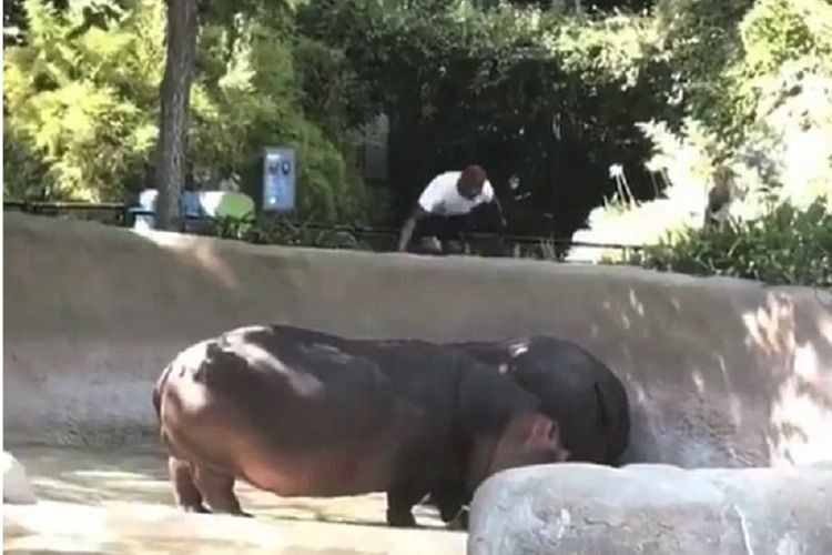 Dalam foto hasil tangkapan layar ini terlihat seorang pria mengendap-endap hendak memasuki kandang kuda nil di kebun binatang Los Angeles, AS.