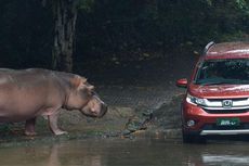 Segmen SUV Masih Dikuasai Honda