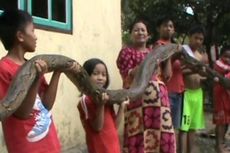 Warga Polman Tangkap Ular Piton 6,5 Meter