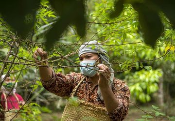 Menjaga Andaliman, Rempah Wangi yang Tak Tergantikan