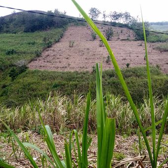 Tanaman tebu mendominasi lahan perbukitan di kawasan hutan yang gundul di wilayah Kecamatan Wonotirto, Kabupaten Blitar, Kamis (3/8/2023)