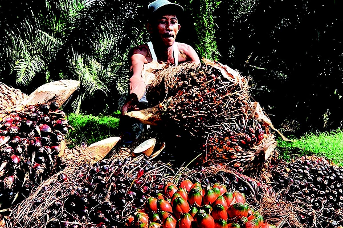 Petani menata tandan buah segar kelapa sawit yang baru mereka panen di Desa Paku, Kecamatan galang, Kabupaten Deli Serdang, Sumatera Utara, Senin (10/9/2012).