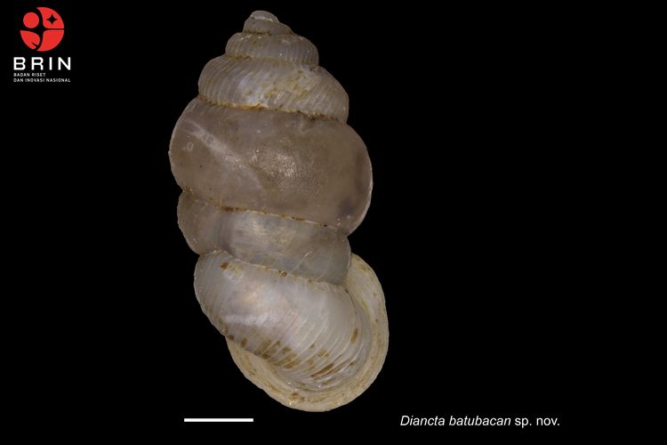 Spesies Siput Baru Ditemukan di Maluku dan Dinamai Batubacan