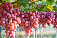 Cara Budidaya Anggur agar Cepat Berbuah
