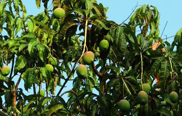 Ilustrasi tanaman mangga, pohon mangga, daun mangga. Manfaat daun mangga.