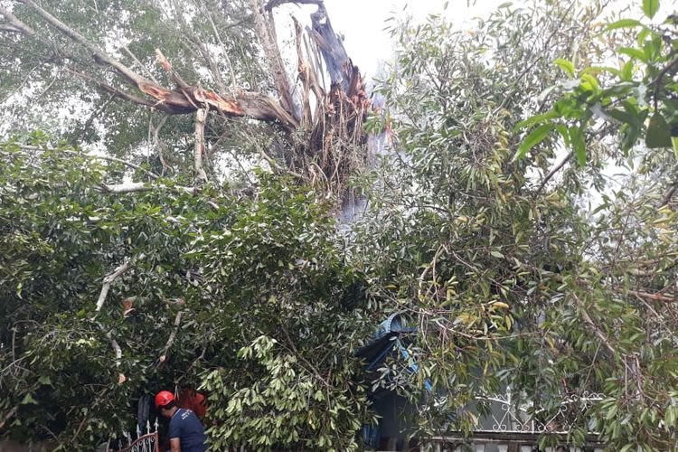 Pohon Beringin Berusia Puluhan Tahun Tumbang Timpa Rumah 