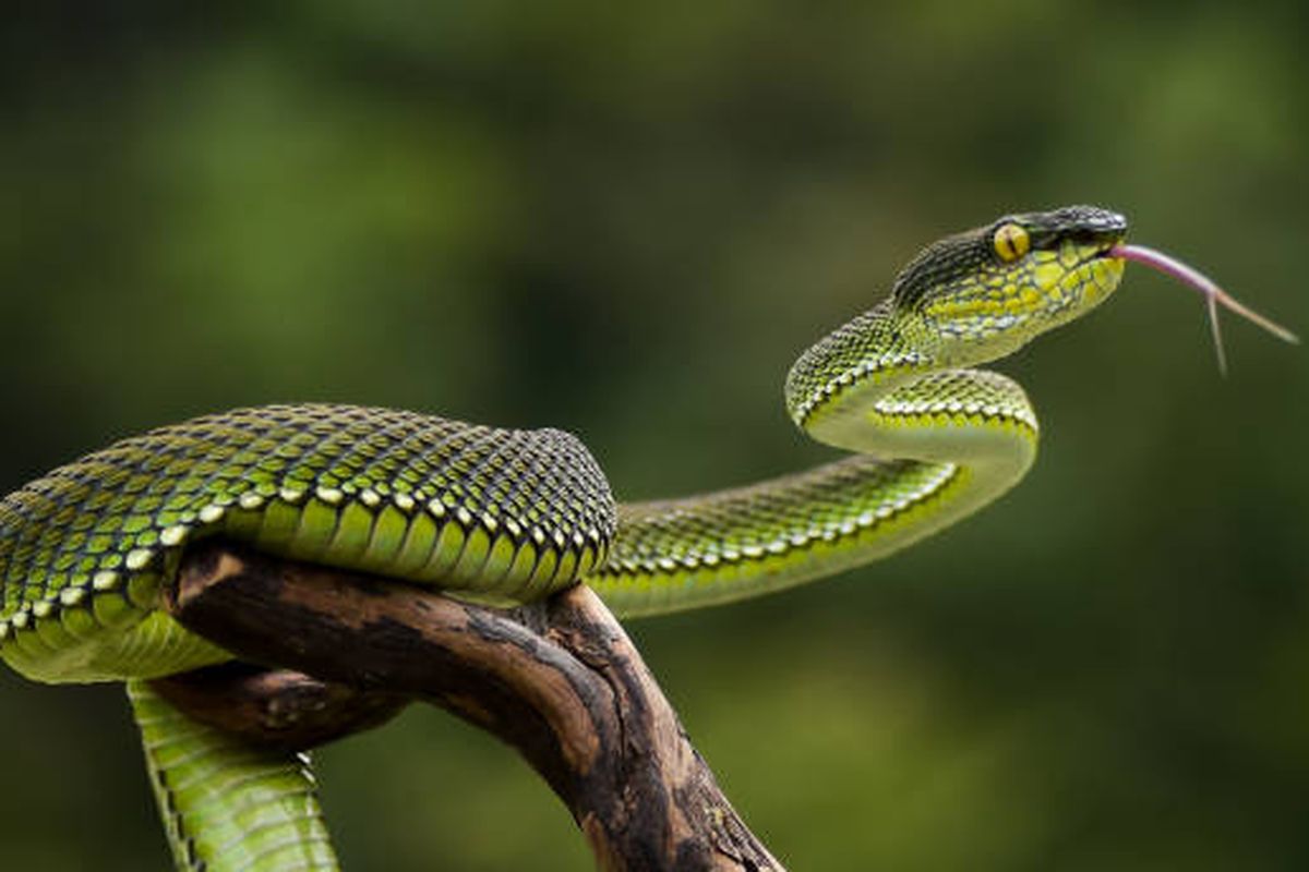 Ilustrasi ular hijau ekor merah