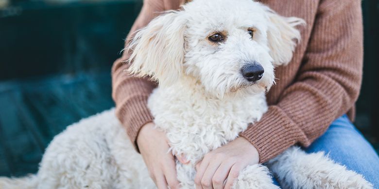 6 Perilaku dan Emosi Anjing yang Mirip dengan Manusia, Apa Saja? Halaman  all - Kompas.com