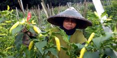 Upah Buruh Tani Meningkat, Kesejahteraan Petani Terdongkrak