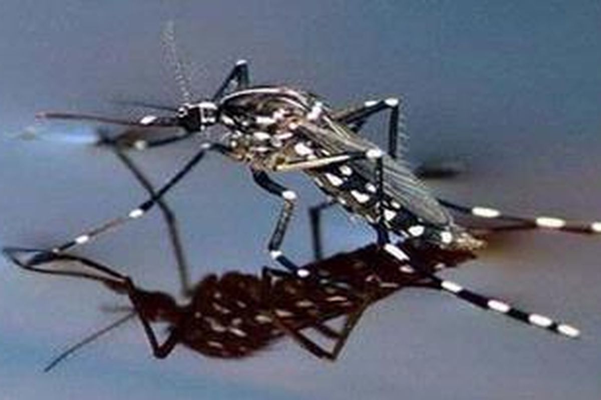 Nyamuk Aedes aegipty