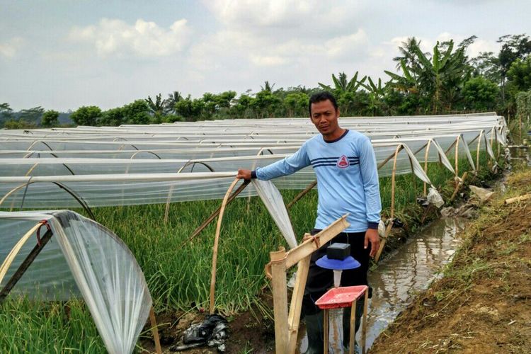 Petani Kabupaten Purbalingga menggunakan metode sungkup plastik atau rain shelter agar bisa bertanam bawang merah saat musim hujan
