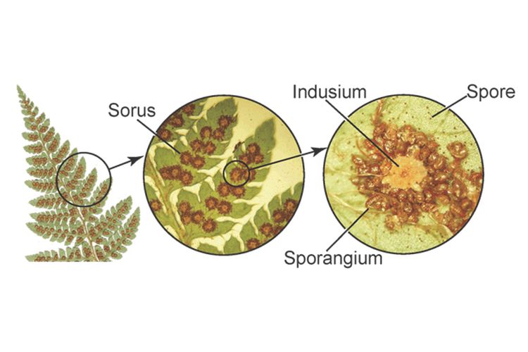 Sorus, indusium, sporangium, dan spora pada bagian bawah daun tumbuhan paku