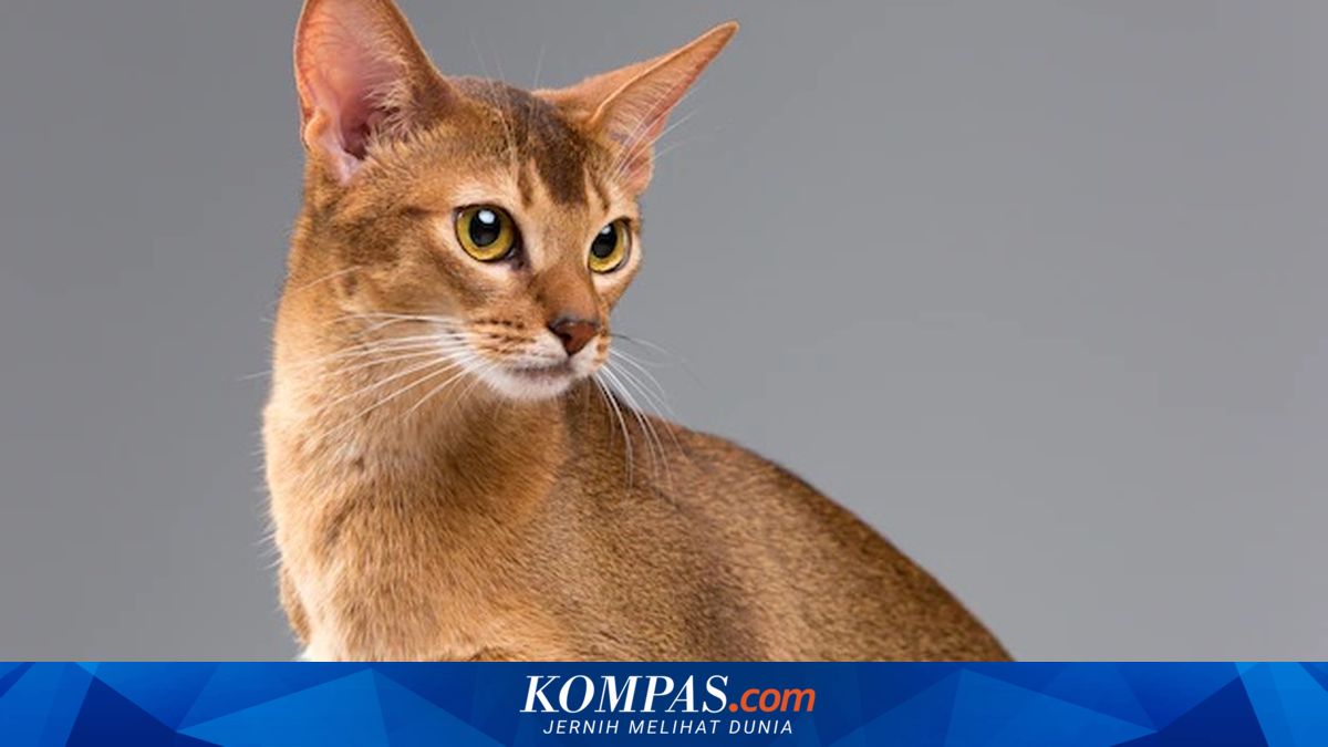 7 Ras Kucing Paling Cerdas, Cocok Dijadikan Hewan Peliharaan