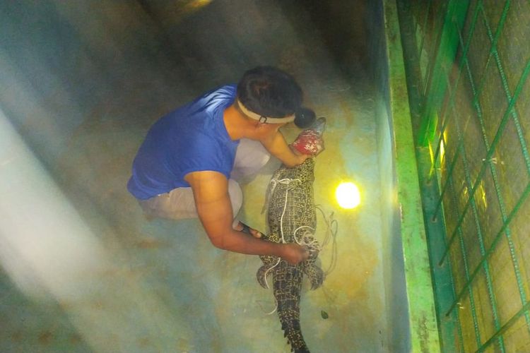 Warga Mestong, Kabupaten Muaro Jambi, heboh dengan kemunculan buaya muara di Sungai Panerokan beberapa waktu lalu. Munculnya buaya tersebut pertama kalinya dalam beberapa tahun terakhir. 