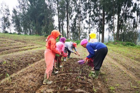 Selain Padi, Kementan Upayakan Cabai dan Bawang Dilindungi Asuransi Pertanian 