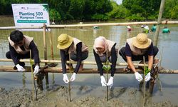 Dorong Logistik Berkelanjutan, KAI Logistik Tanam 500 Mangrove 
