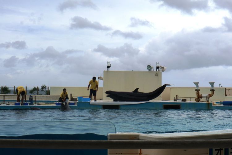 Lumba-lumba sedang beraksi di Dolphin Show Okinawa Churaumi Aquarium, yang merupakan Aquarium terbesar di Jepang, berisikan ikan dari Samudera Pasifik dan Laut China Selatan, Sabtu (29/6/2018).