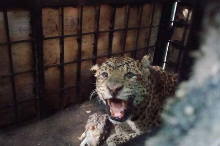 Penampakan macan tutul Si Abah, sebelum dilepasliarkan di kawasan hutan Gunung Sawal di Blok Pojok Dusun Pasir Tonggoh, Desa Pasir Tamiang, Kecamatan Cihaurbeuti, Ciamis, Selasa (25/8/2020).