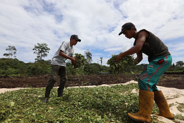 Nilam, Harapan, dan Mimpi Besar Aceh Jadi Kota Parfum Kedua setelah Grasse Prancis