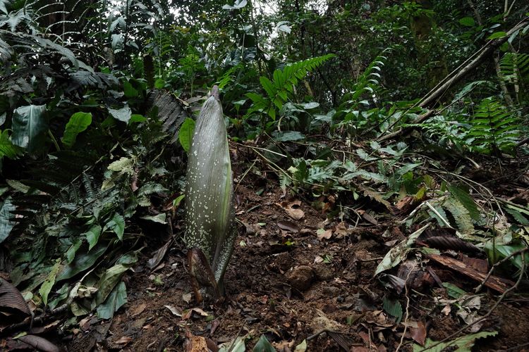  Bunga bangkai raksasa Amorphophallus titanum bakal mekar di Kebun Raya Bogor, Kota Bogor, Jawa Barat, setelah enam tahun.

Menurut pantauan terbaru, bunga bangkai raksasa di Kebun Raya Bogor memasuki fase awal menuju mekar di area koleksi bunga bangkai, tepatnya di tebingan Mata Air Kahuripan pada Minggu (25/1/2026).