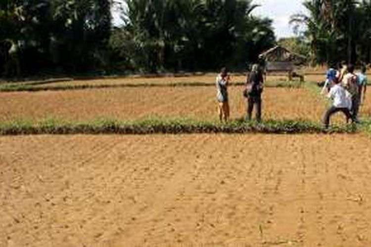 Warga Desa Balee, Kecamatan Meureubo, Kabupaten Aceh Barat, memperlihatkan tanaman padi yang kering dan mati, Senin (16/1/2017). 