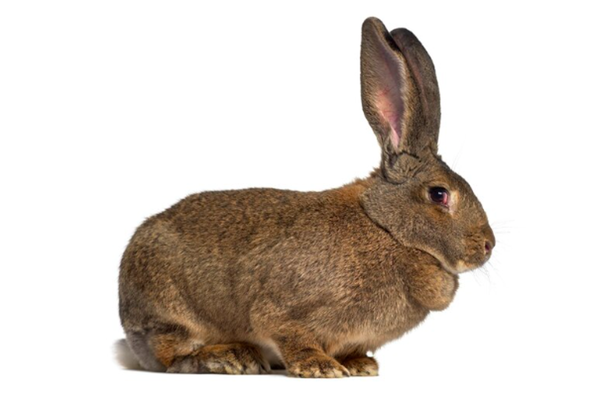 Ilustrasi kelinci raksasa Flemish atau Flemish Giant