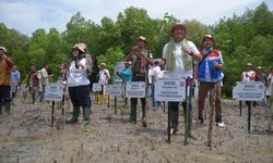 Dukung Upaya Mitigasi Perubahan Iklim, Pertamina Rehabilitasi Mangrove di NTT