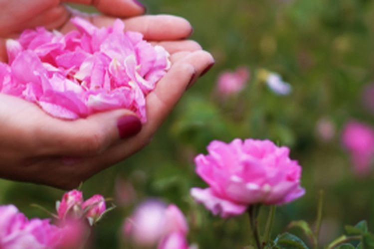 Bunga mawar Bulgaria atau sering disebut damask rose memiliki banyak manfaat untuk kecantikan.