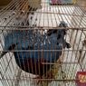 31 Satwa Dilindungi Mati di Dalam Kerangkeng Saat Diselundupkan