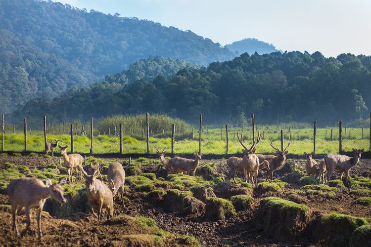 Penangkaran rusa di Ranca Upas.