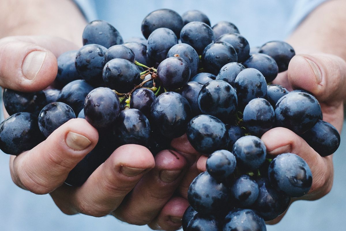 Ilustrasi anggur.