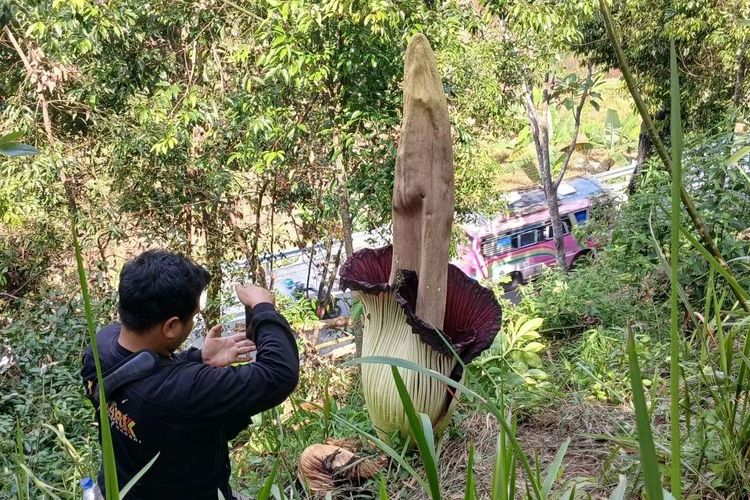 Bunga Bangkai Mekar di Pinggir Jalan Lintas Sumatra, Warga Ramai Berdatangan