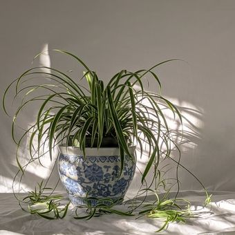 Ilustrasi tanaman spider plant