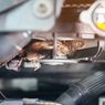 Penyebab Tikus Masuk Mobil dan Cara Mengusirnya