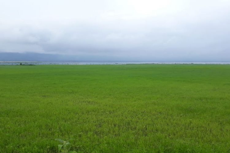 Bagian dasar Danau Limboto yang sudah mengering ditumbuhi rumput dan semak. Surutnya air danau ini akibat kemarau