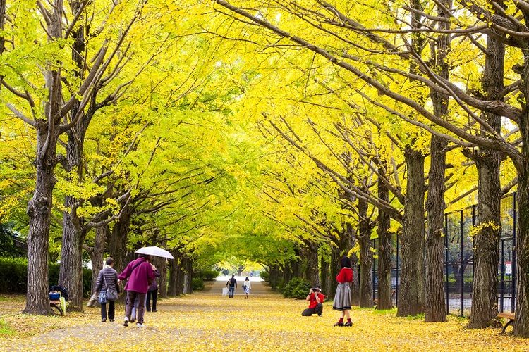 Sebuah jalur yang dipenuhi pohon ginkgo di Meiji Jingu Gaien, Shinjuku, Tokyo, Jepang