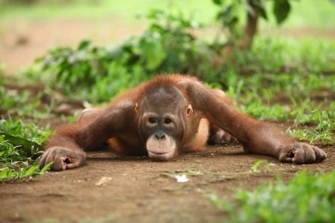 Pandemi Corona, Ratusan Satwa di Kebun Binatang Semarang Terancam Kelaparan