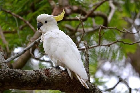 Di Mana Tempat Tinggal Burung Kakatua?