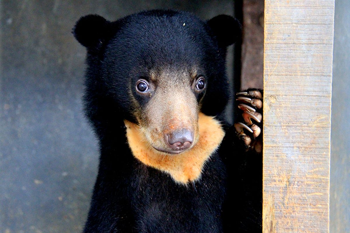 Seekor bayi beruang madu (Helarctus malayanus) berumur dua bulan hasil sitaan dari warga harus dilakukan perawatan di kantor Balai Konservasi Sumber Daya Alam (BKSDA) Aceh minimal 3 tahun,  hingga kondisinya sehat dan dapat kembali hidup di hutan habitatnya. Kamis (01/11/2018). Sebelumnya saat diserahkan ke BKSDA kondisi tubuh bayi beruang ini sangat kurus dan susah makan buah-buahan.