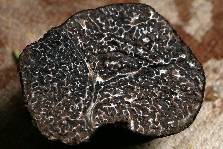 Ilustrasi winter truffle, jamur mahal untuk hidangan mewah. 