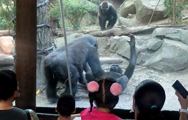 Sepasang Gorila Melakukan Seks Oral, Pengunjung Kebun Binatang ...