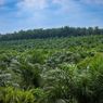 Pemerintah Bisa Manfaatkan Lahan Marjinal untuk Kembangkan Kebun Sawit