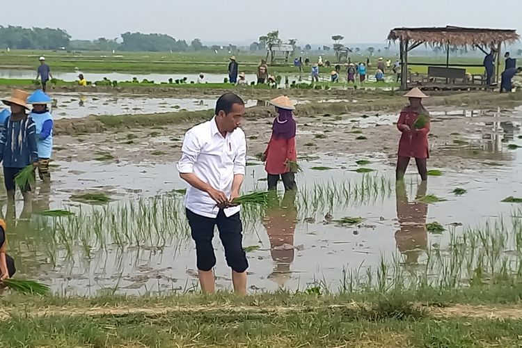 Presiden Joko Widodo menanam padi bersama para petani di Desa Senori, Kecamatan Merakurak, Kabupaten Tuban, Jawa Timur. Rabu (6/4/2023)