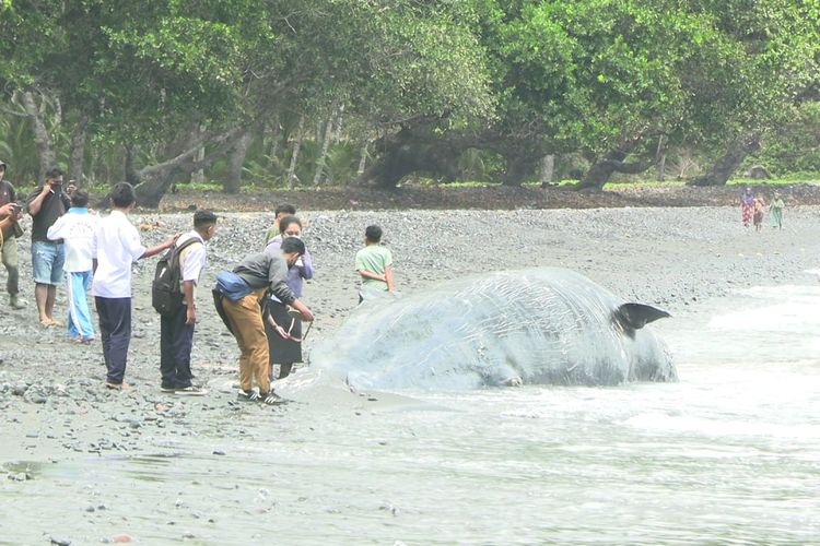 Paus Sperma 9,8 Meter Mati Terdampar di Ternate, Pemkot Turun Tangan