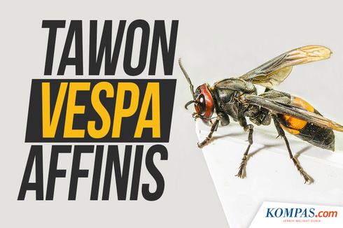 6 Kasus Penyerangan Tawon Vespa Affinis, Siswa SD dan Petani Meninggal