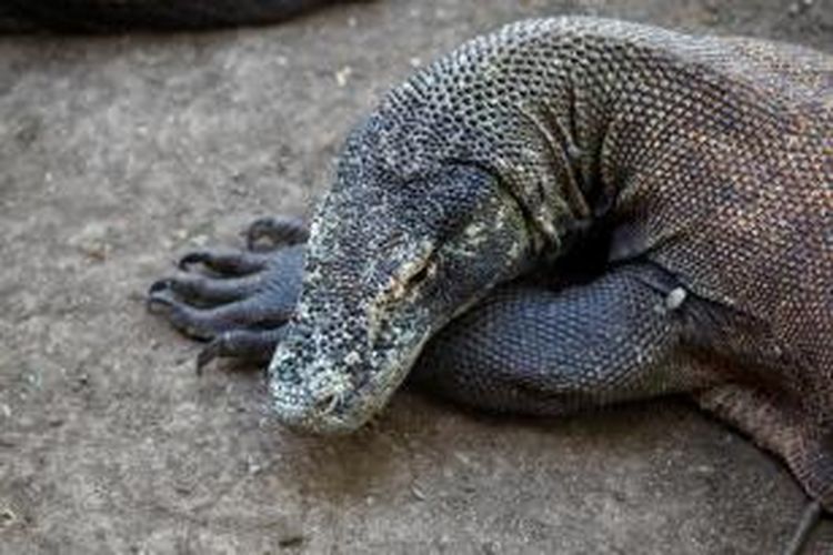 Satwa endemik Komodo (Varanus komodoensis) di Pulau Rinca, Kecamatan Komodo, Manggarai Barat, Nusa Tenggara Timur, Senin (4/6/2012). Pulau Rinca merupakan salah satu habitat reptil purba Komodo. Berdasarkan data pada 2010 di pulau ini sendiri terdapat 1.336 ekor Komodo, sedangkan 1.288 ekor di Pulau Komodo, 86 di Pulau Nusa Kode, dan 83 di Pulau Gili Motang.