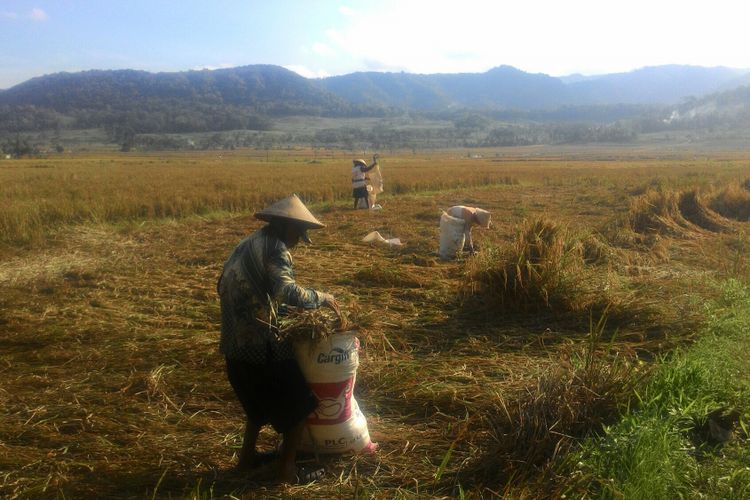 Sejauh mata memandang, tersaji hampar sawah yang hijau, menguning atau sedang dipanen. Semua berlatar barisan perbukitan Menoreh. Netizen sering menyebut panorama sawah Nanggulan ini sebagai Ubud Bali di Kulon Progo. 